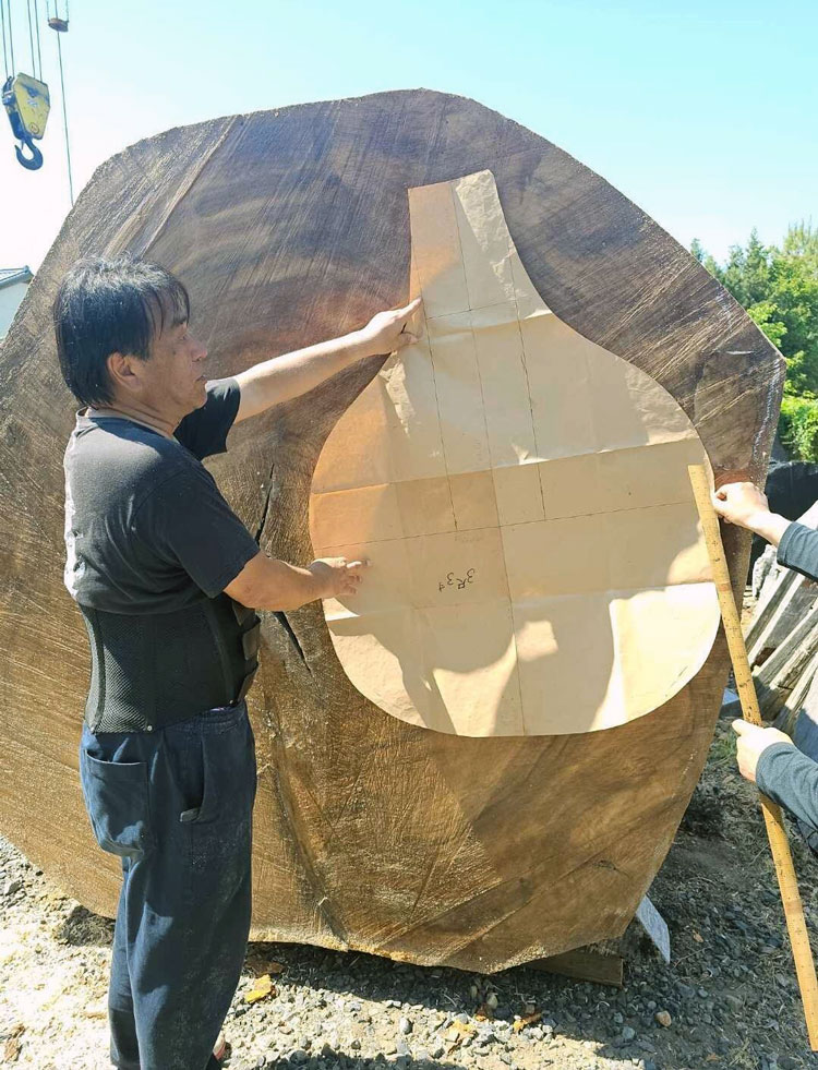 Acquired a massive camphor tree（Please watch the video）