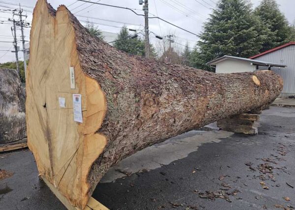 樟巨木を入手しました