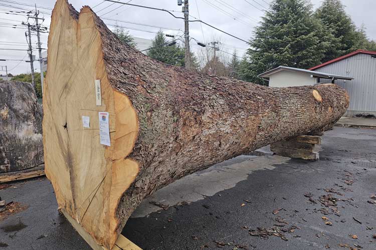 Acquired a giant camphor tree
